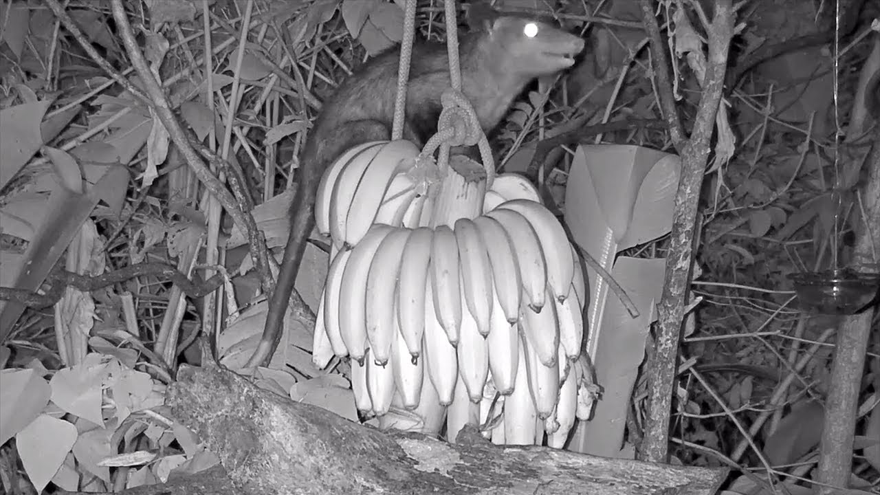 Common Opossum And A Wealth Of Bananas March 26, 2020 YouTube
