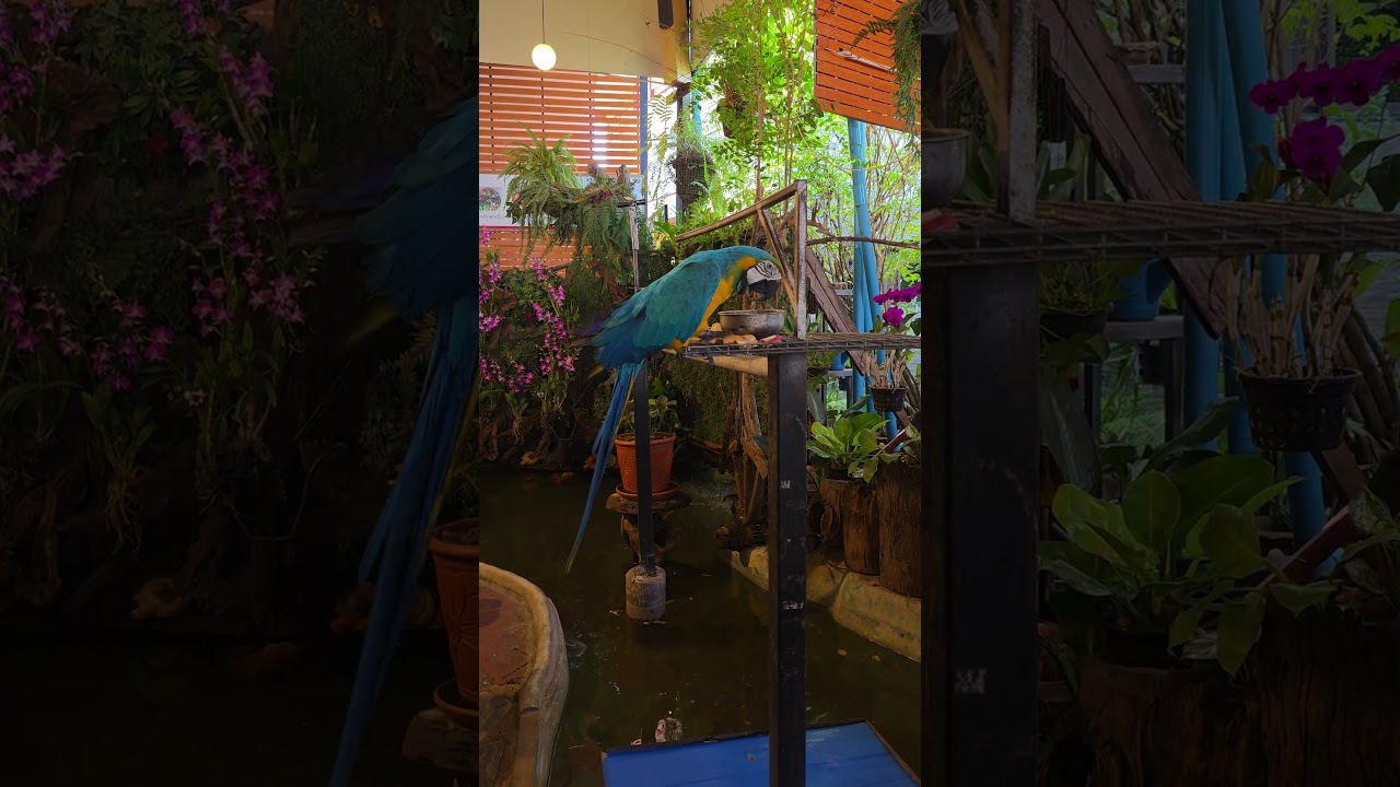 Blue-and-yellow macaw