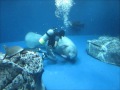 飼育員さんの邪魔をするアフリカマナティーのみらい＠鳥羽水族館