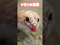 ヤモリの食欲エグすぎ…！ #爬虫類 #reptiles #shorts #gecko #レオパ #ふじぴこ