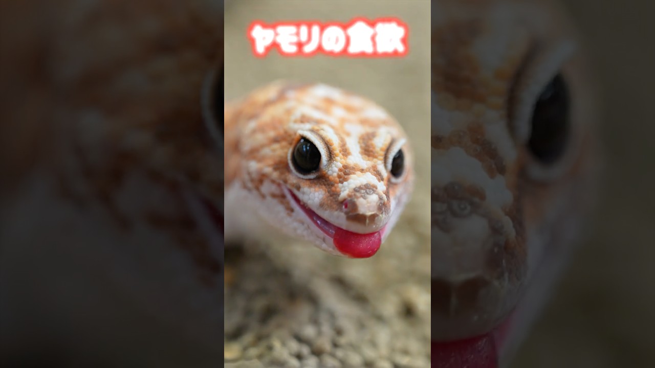 ヤモリの食欲エグすぎ…！ #爬虫類 #reptiles #shorts #gecko #レオパ #ふじぴこ