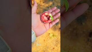 panen asem londo di botanical garden cikarang tempat joging yang nyaman