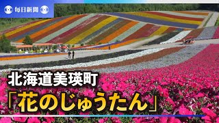 美瑛の夏、彩る花のじゅうたん　サルビアなど30万本　北海道