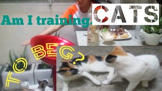 Am I Training These Cats Wrong? by Cat Covid Un 46 views 3 years ago 31 seconds