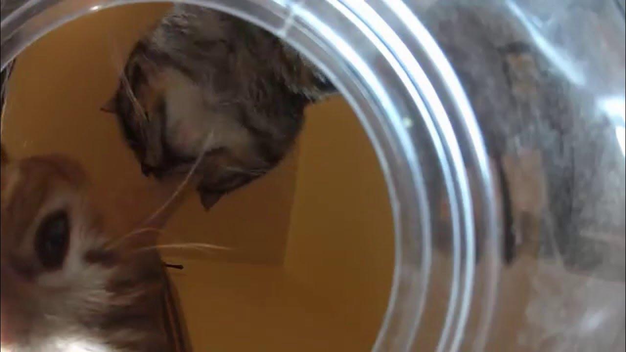 Cats Eating Catnip Straight Out Of The Jar YouTube