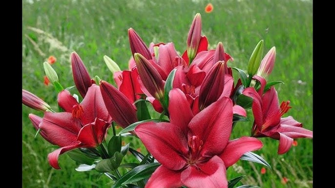 #Лилии11 #Цветы от Ольги Шевчук: Красота и Успех в Вашем Саду и Бизнесе