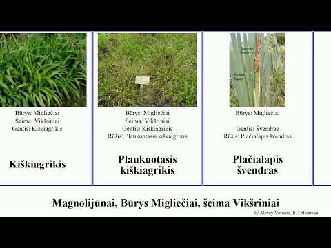 Video: Cattail plačialapis - augalas, vertas globos