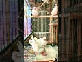 inilah salah satu ciri kalau burung kita sehat,ya dengan mandi🤩 #birds #finch #zebrafinchbreeding