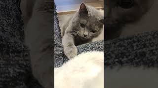 Mitz The Cat Hunting A Finger