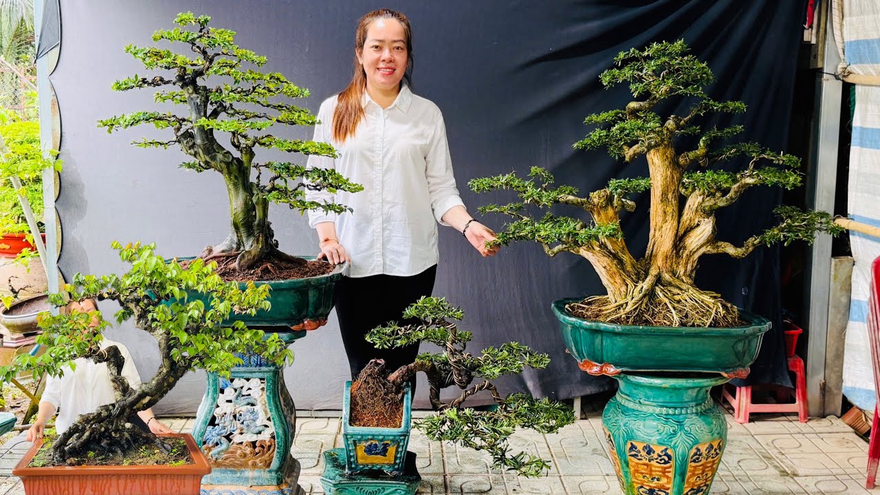 Mai Trắng Rộ Hoa, Khế Gân, Nguyệt Quế, Linh Sam, Cây Lý, Kim Quýt (Tri Ân 1/3) Ba Chị Em