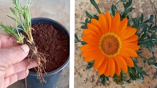 طريقة تكاثر نبتة الجازانيا Growing the gazania plant