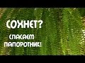 #ПАПОРОТНИК. КАК УХАЖИВАТЬ, ЧТОБЫ БЫЛ КРАСИВЫЙ?