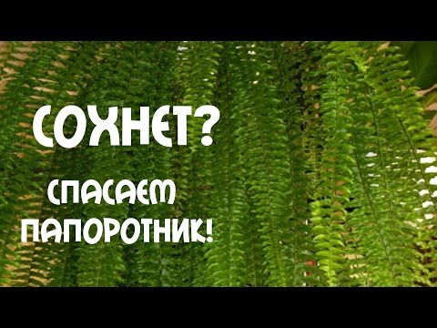 Уход за папоротником в домашних условиях видео