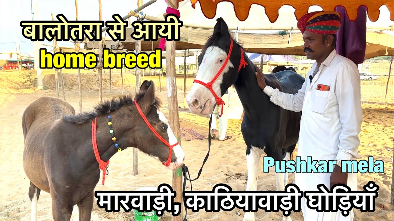 Balotra se aayi kisan ki sasti marwadi kathiyawadi home breed ghodiya | pushkar mela 2024