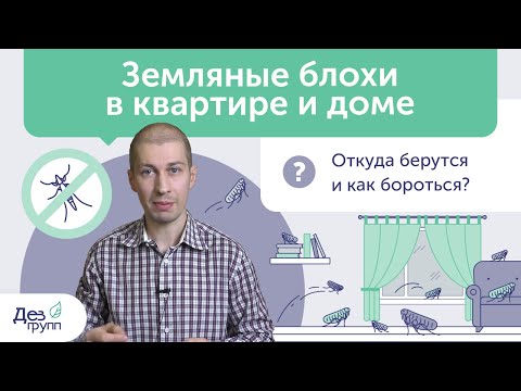 Как вывести блох? | Земляные блохи и постельные блохи | Обработка от блох