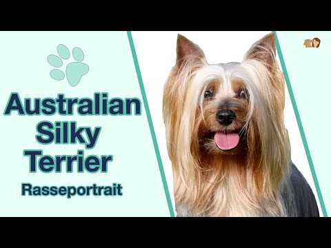 Video: Silky Terrier Hunderase Allergivennlig, Helse Og Levetid