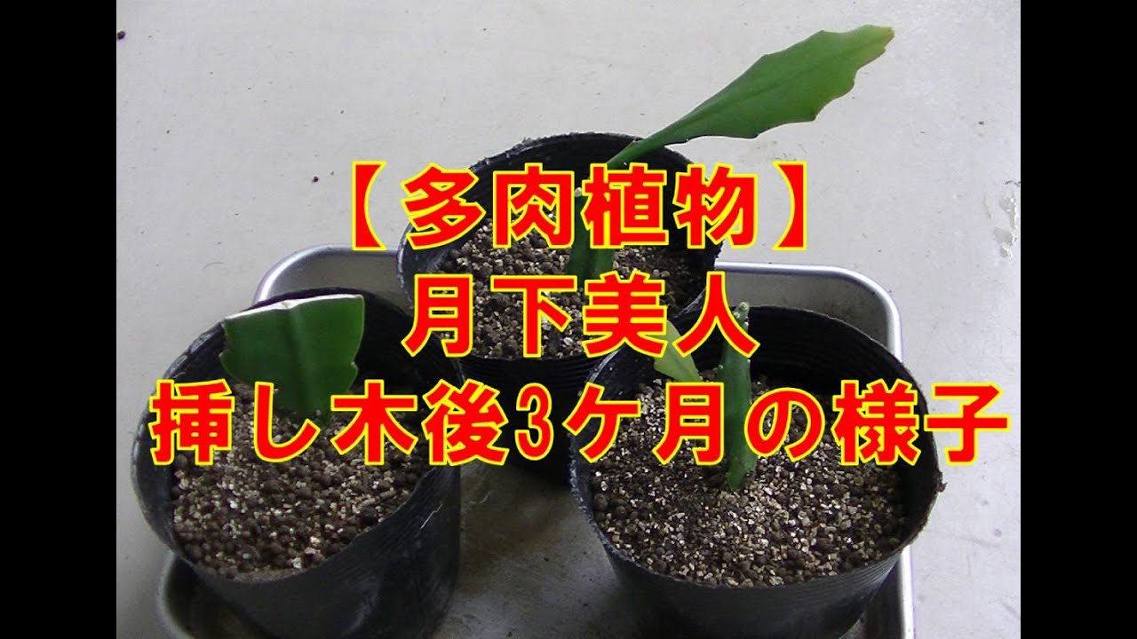 多肉植物 月下美人 挿し木後約3カ月の様子 - YouTube