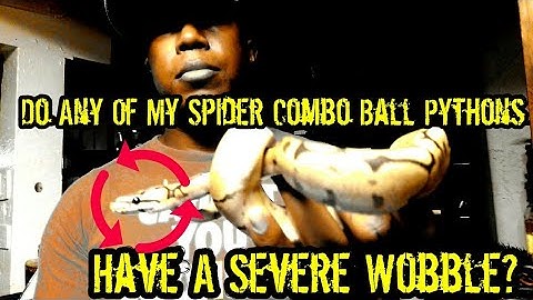 Do Any Of My Spider Combo Ball Pythons Have A Severe Wobble?