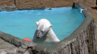 ピリカのパンチングボール
