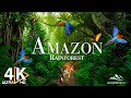Amazon 4k  la plus grande fort tropicale du monde  musique relaxante avec de belles scnes