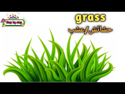 نطق كلمة Grass حشائش عشب How To Pronounce Grass إزاي تنطقها صح