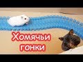 Хомячьи гонки. Самый жадный хомяк 2019