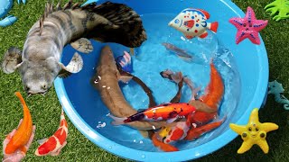 Tangkap ikan hias, ikan hias lucu, ikan hias aquarium, ikan hias koi Shaka and Fish