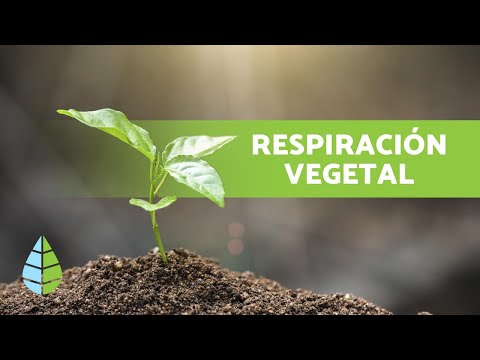 Video: Como Respiran Las Plantas