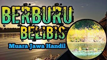 Berburu belibis ‼️muara jawa Handil