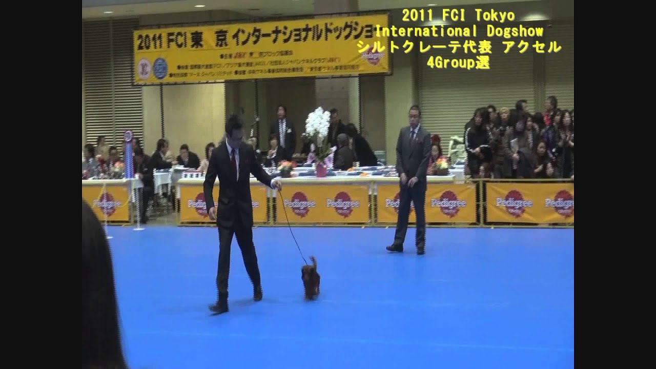 11 Fci Tokyo International Dogshow 4group選 シルトクレーテ代表 アクセル Youtube