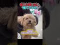 ご主人様が戻るのを信じて… 駐車場で何日も待ち続けたワンちゃん。