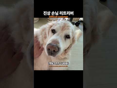 진상 고객 리트리버 #retreiver