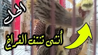 لماذا تنتف أنثى الكناري ريش فراخها ؟