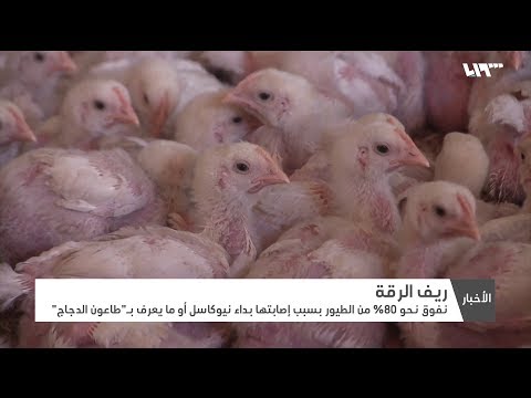 فيديو: شرحات الدجاج 
