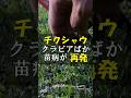 こんちくしょうクラピアばか苗病が再発した! #Shorts