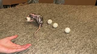 Scent work with my sweet pet rat Raisin!