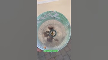 Cockroach trap easy to make works great if u try it and it work like and subscribe thanks