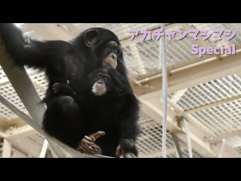 東山動植物園公式】マシマシチンパンジー『第80回～アカチャン