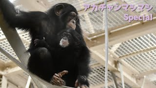 ヤマネとチンパンジー ヤマネとチンパンジー ヤマネとチンパンジー ツヨシのゴー！GO
