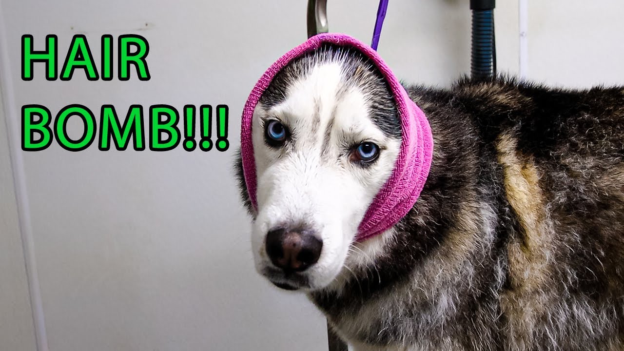 Beautiful Husky Gets A DeShed Dog Grooming Full Groom YouTube
