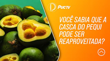 O que se pode fazer com a casca do pequi?