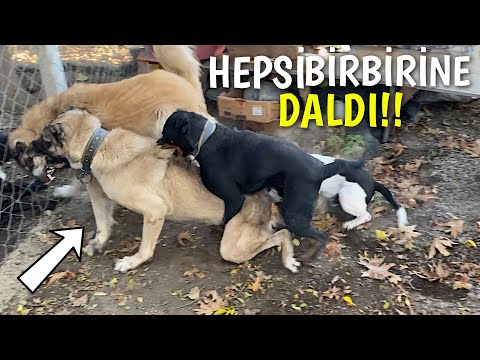 CARLOS KANGAL AYI'YA DALINCA BAHÇE KARIŞTI!! - Rottweiler Sofia ve Pitbull Efes'te GİRDİ!!