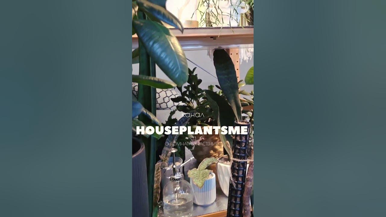 Мои комнатные растения 💚 #комнатныерастения#растения#houseplants#plant# ...