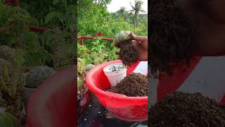 ক্যাকটাস রিপট পার্টঃ 13 #tanvirhobbies #gardening #cactus #ছাদবাগান