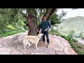 Episode 5 - Owning a Borzoi - Basic Training “Watch Me” technique