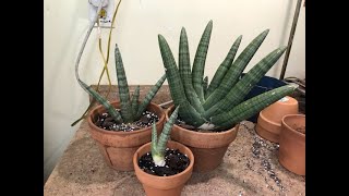 Sansevieria soil mix guide, how I mixed my soil Sansevieria Boncel Black