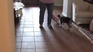 Grey Boy Playing by Red-Dawn Border Collies 57 views 14 years ago 1 minute, 26 seconds