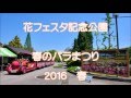 RX-8で行く　花フェスタ記念公園　春のバラまつり２０１６