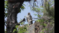 カラス除け効果音 Youtube カラス除け効果音 Youtube