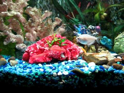 fluorescent glofish caught in